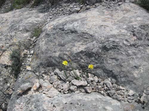 Assignan Daffodills.jpg